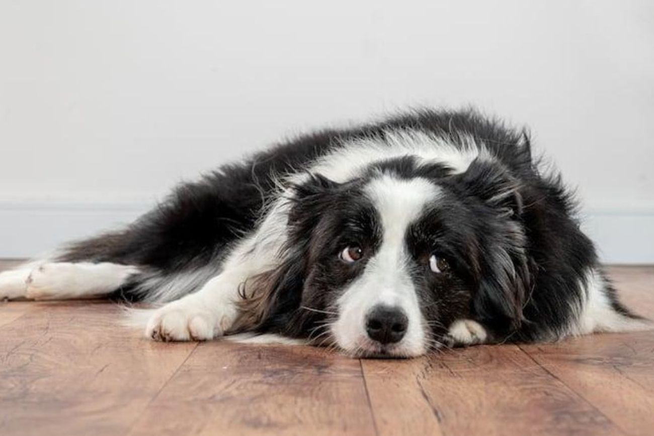 Los perros son animales sociables y la falta de interacción diaria puede generar ansiedad, estrés y cambios de conducta.