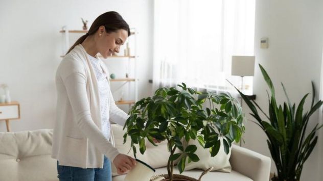 La atención diaria y la observación constante son claves para mantener las plantas saludables y detectar problemas a tiempo.