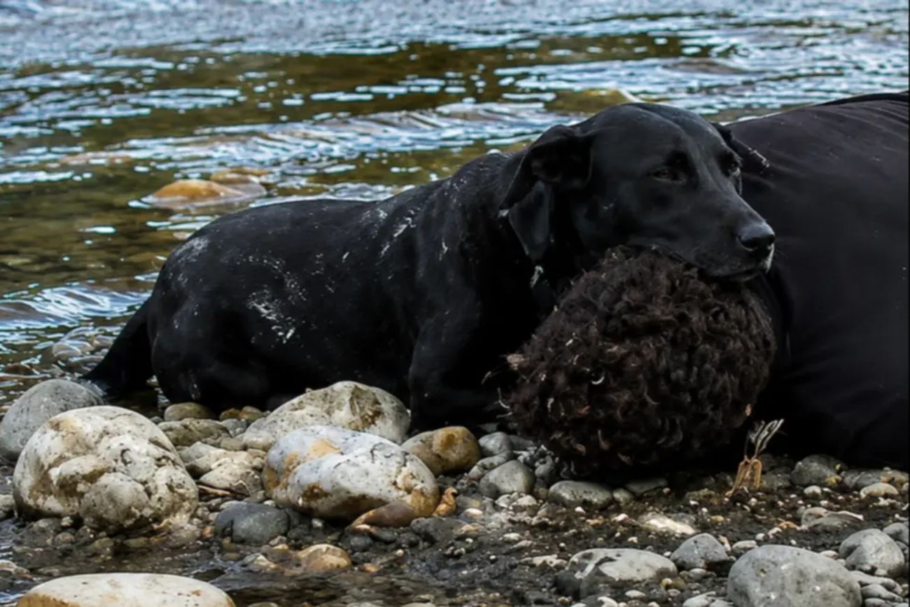 Salta: encontraron un hombre muerto custodiado por su perro