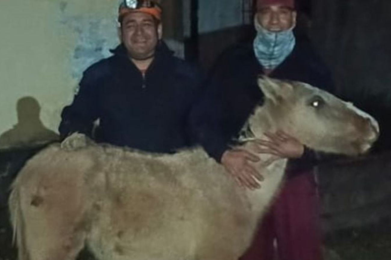 Rescate: un potrillo sobrevivió tres días atrapado en una fosa de cuatro metros