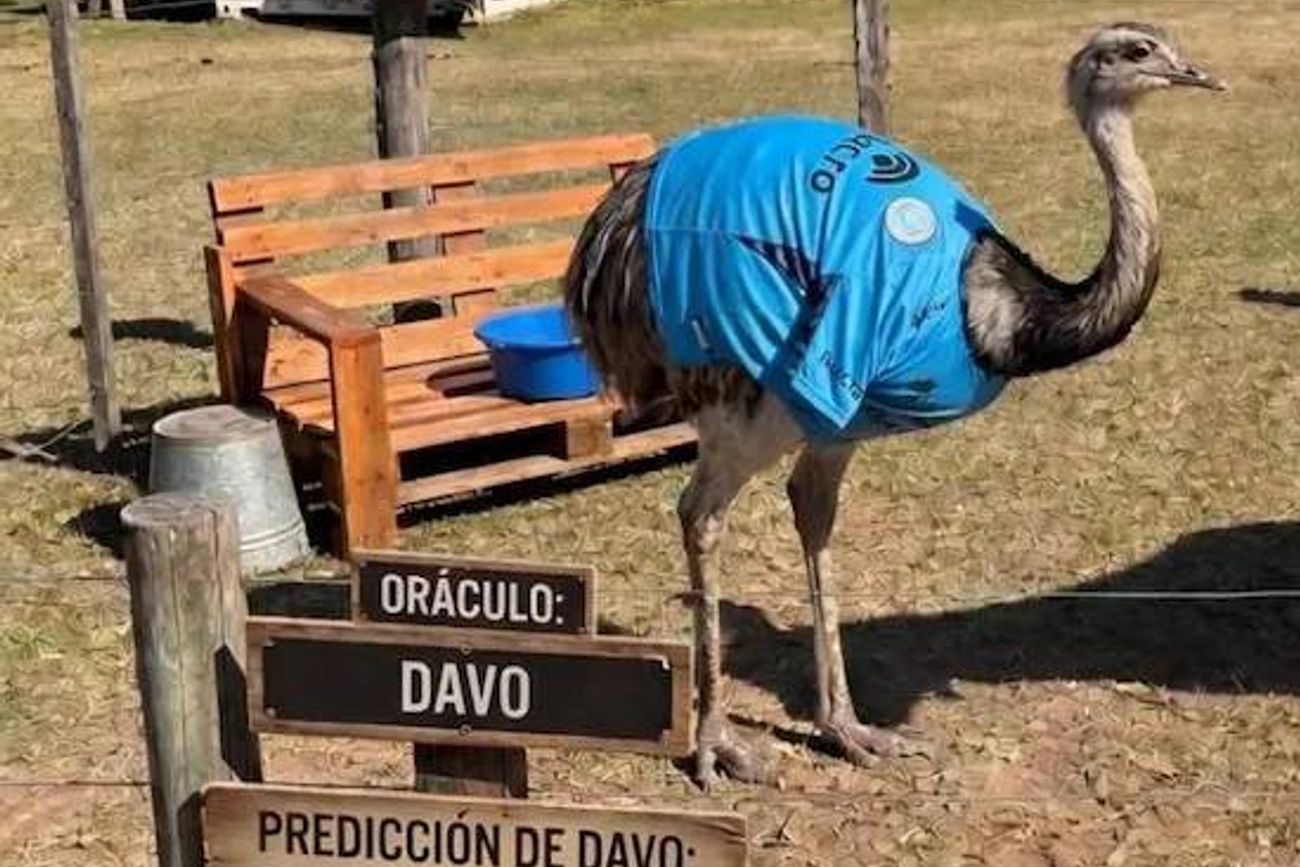 Belgrano campeón. Lo predijo el ñandú Davo.