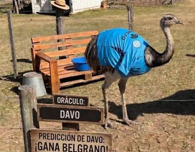 Belgrano campeón. Lo predijo el ñandú Davo.