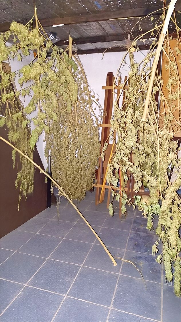 Córdoba: cayó un hombre con plantación de marihuana, secuestraron un arma y evitaron el robo de una moto