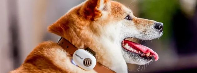 Inteligencia artificial para mascotas: el invento que busca traducir lo que sienten perros y gatos.