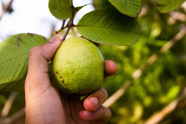 5 árboles frutales que se pueden plantar que no levantan baldosas ni pavimento. 
