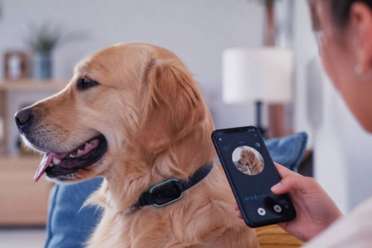 Inteligencia artificial para mascotas: el invento que busca traducir lo que sienten perros y gatos.