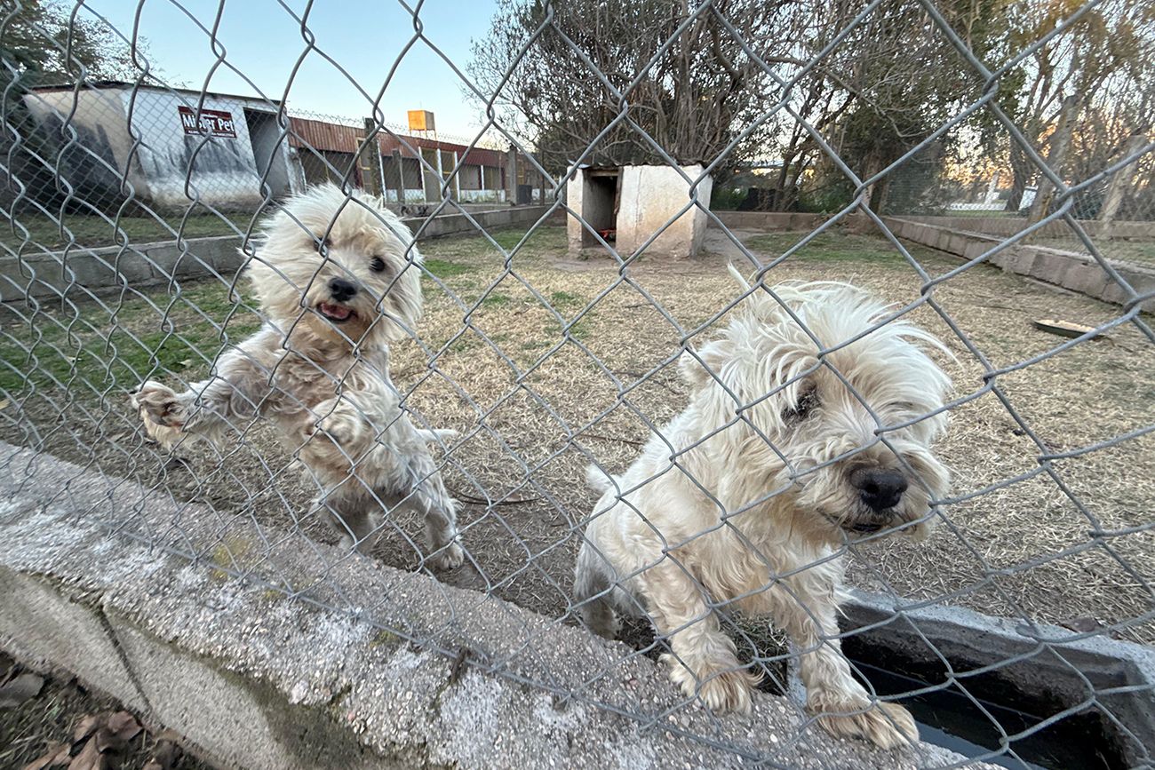Río Cuarto. "Pensionado" para perros Soles. La demanda de alojamiento temporario va creciendo. 