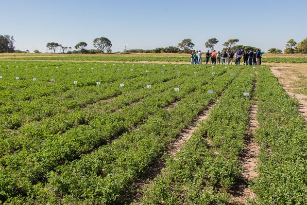 CAMPOS DE ALFALFA EN CÓRDOBA.