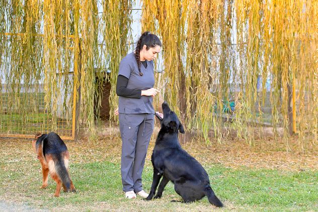 Río Cuarto. "Pensionado" para perros Soles. La demanda de alojamiento temporario va creciendo. 