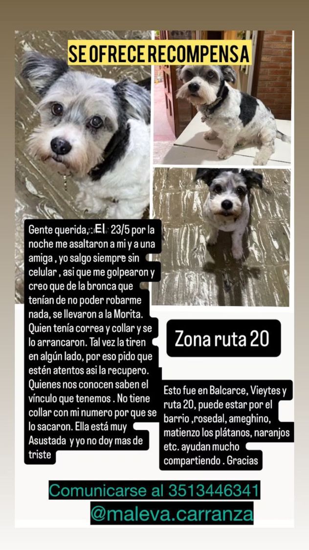 Córdoba: motochoros la asaltaron y le robaron su perra porque no tenía celular