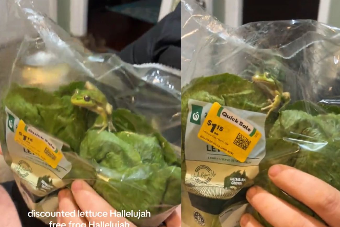 Compró una ensalada empaquetada en el súper y encontró una rana viva adentro