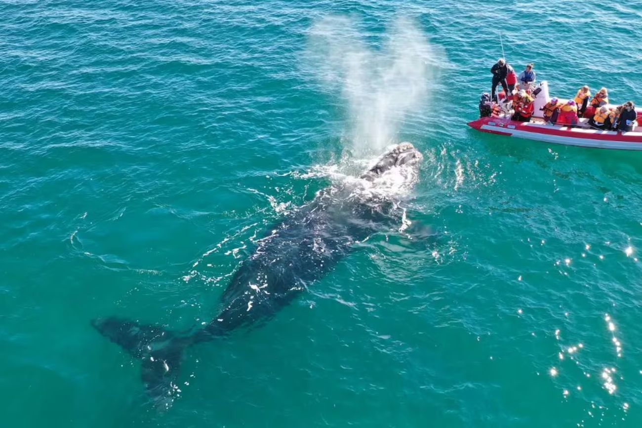 Un kayakista fue perseguido por una orca en Río Negro: “Le grité para que supiera que no era comida”