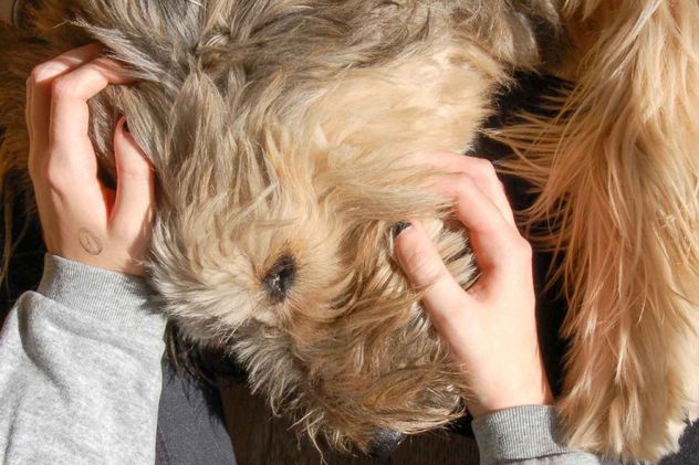 Día Mundial del Perro Sin Raza. 