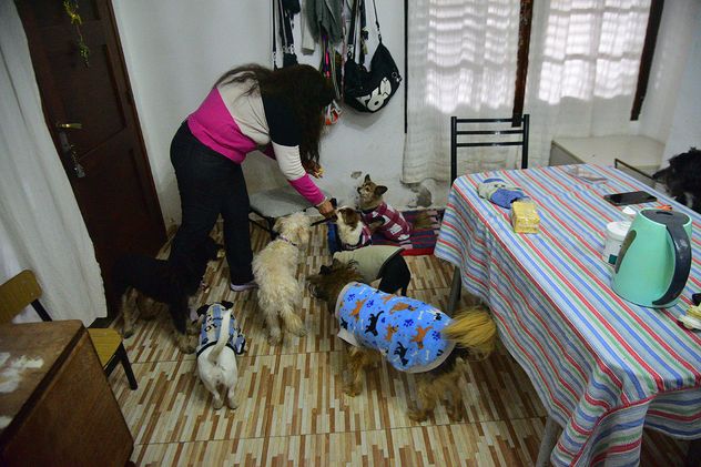 En casa, con todos. Guardería para perros Los Cuidadores, en la ciudad de Córdoba. 