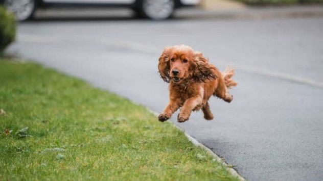 Según especialistas, estas son las razones por las que tu perro intenta huir de casa.