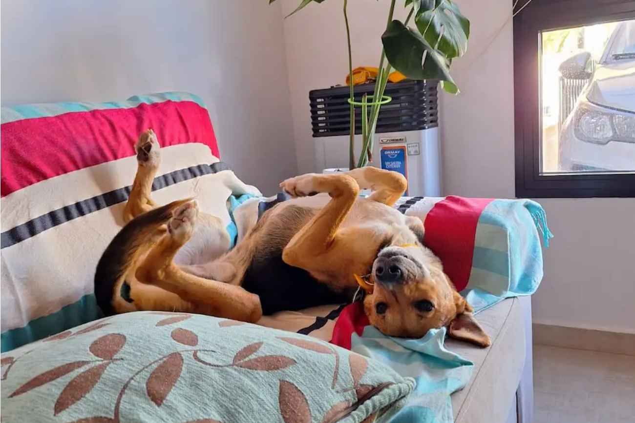 Día Mundial del Perro Sin Raza. 