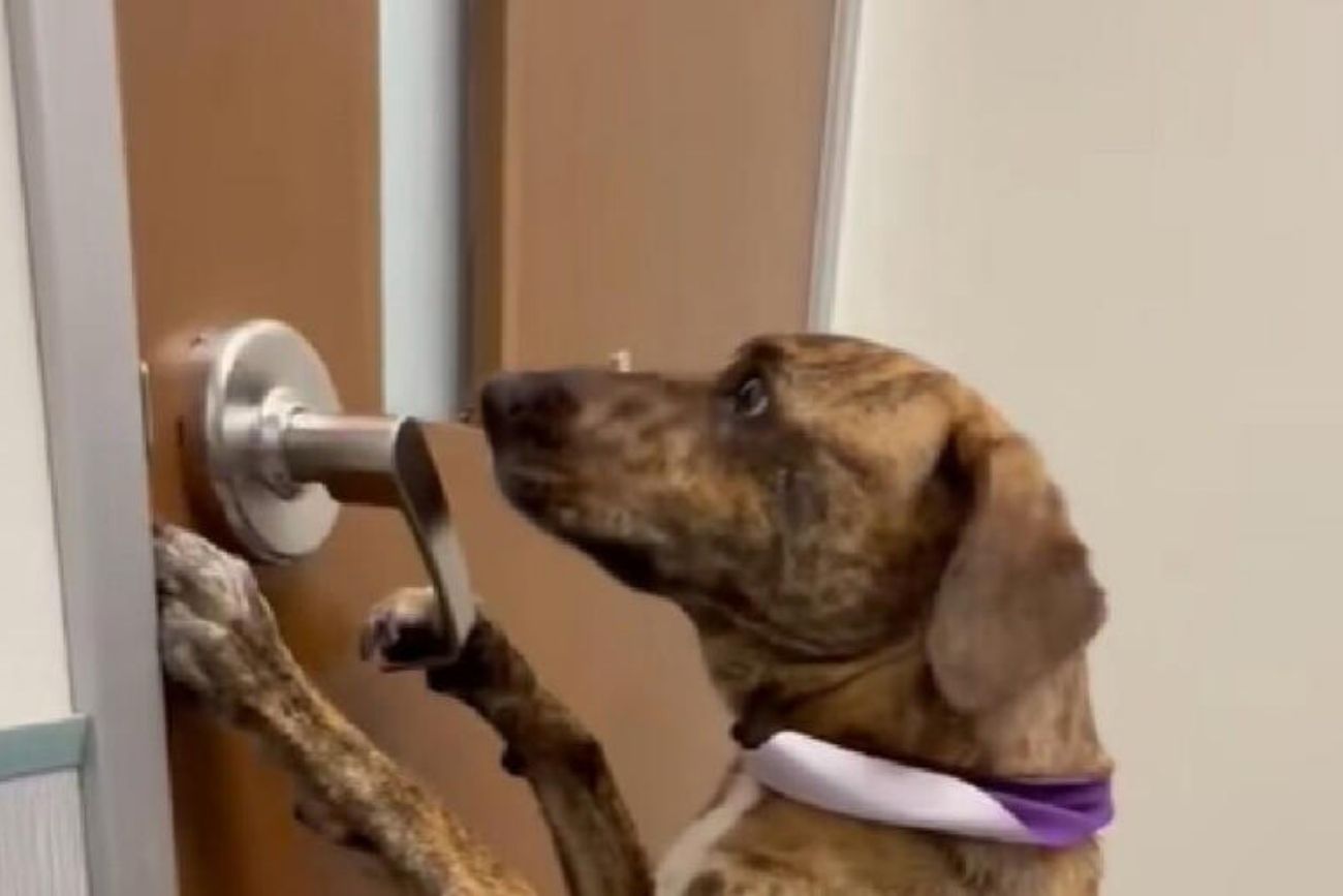 Según especialistas, estas son las razones por las que tu perro intenta huir de casa.