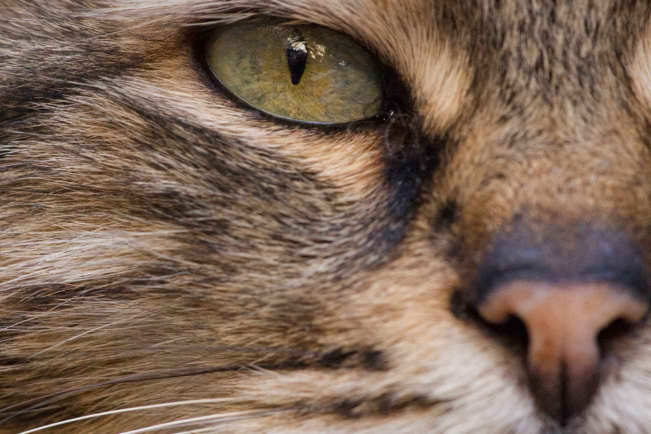 La nariz de los gatos funciona como un laboratorio químico, según un nuevo estudio