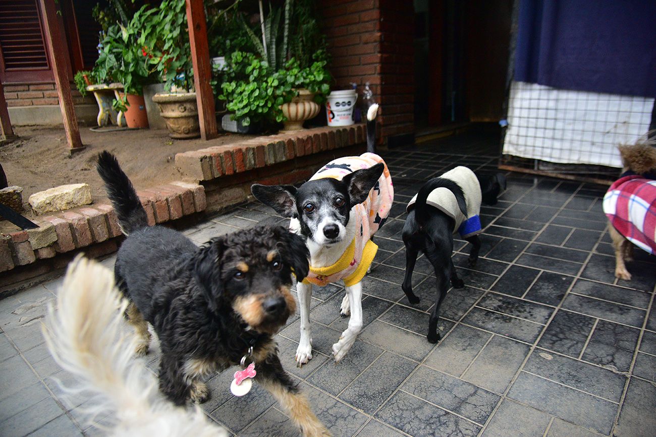 Los perros tienen alto grado de sociabilidad, que colabora con su supervivencia. 
Foto: Pedro Castillo / La Voz