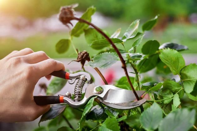 Qué plantas se podan en otoño y por qué es clave hacerlo antes del invierno.