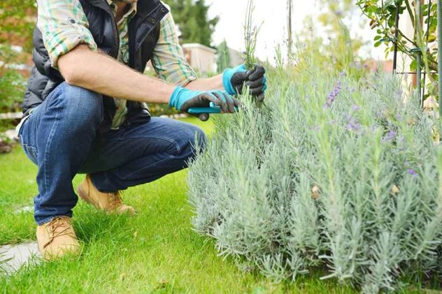 Qué plantas se podan en otoño y por qué es clave hacerlo antes del invierno.