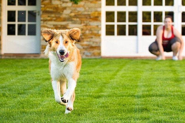 Según especialistas, estas son las razones por las que tu perro intenta huir de casa.