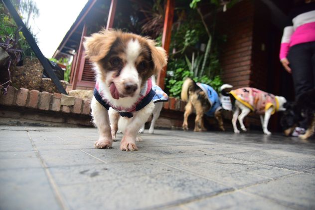 Guardería para perros Los Cuidadores, en barrio Urca de la ciudad de Córdoba. Alli todos comparten la casa. 
