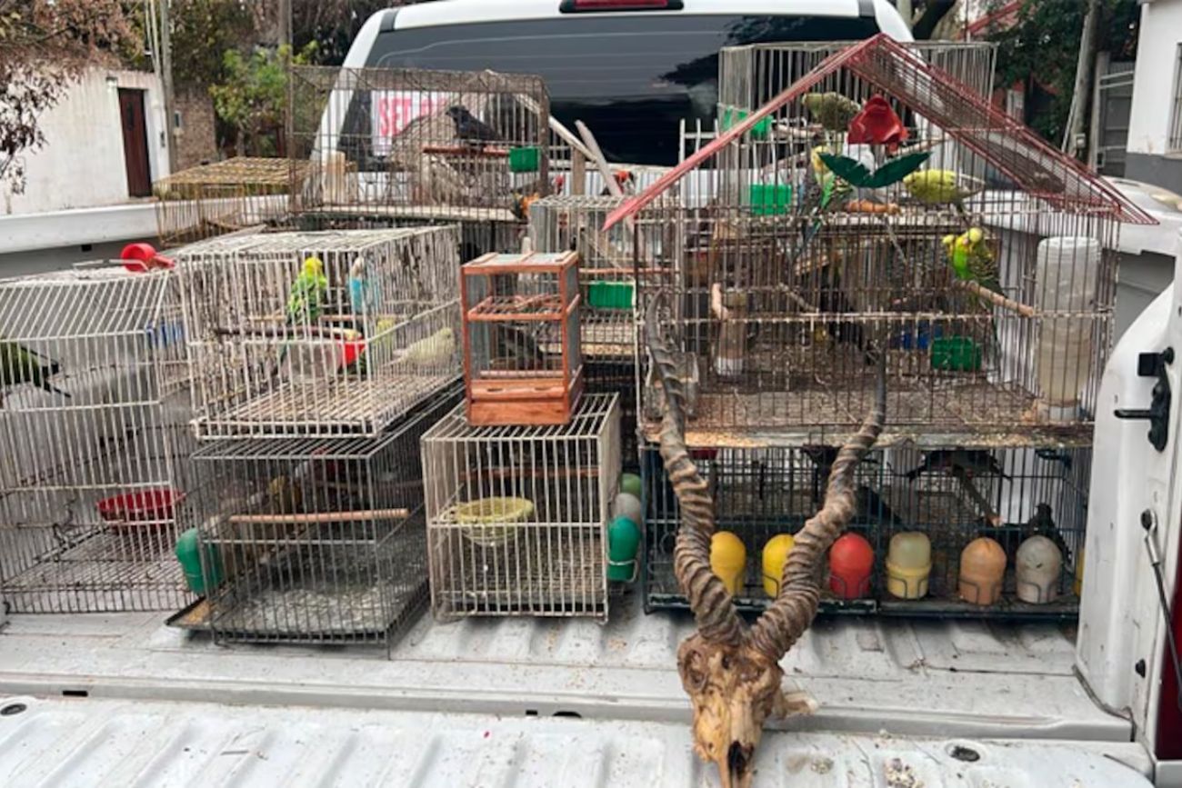 Golpe al tráfico de fauna silvestre: desarticularon una red que vendía animales por redes sociales