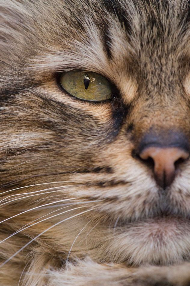La nariz de los gatos funciona como un cromatógrafo de gases natural, un equipo de laboratorio altamente sofisticado.