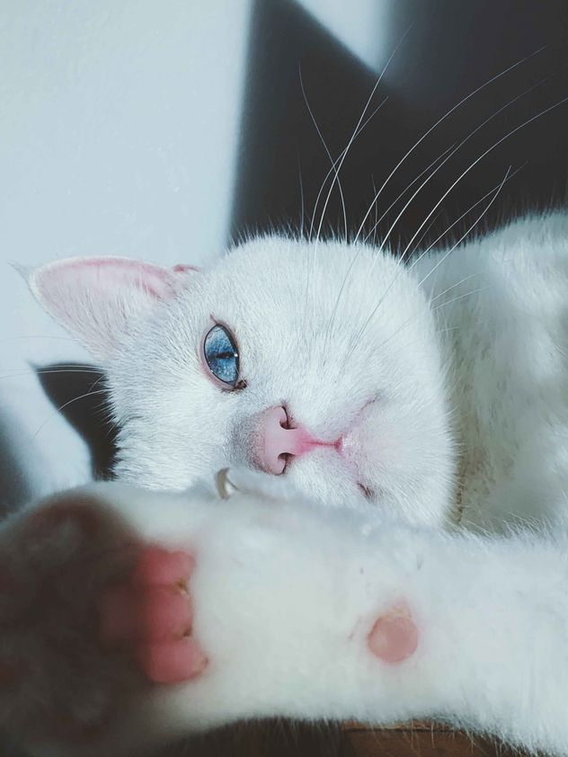 La nariz de los gatos funciona como un cromatógrafo de gases natural, un equipo de laboratorio altamente sofisticado.