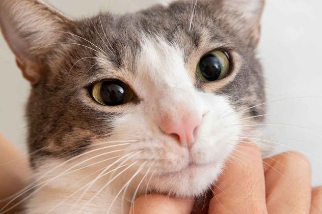 La nariz de los gatos funciona como un cromatógrafo de gases natural, un equipo de laboratorio altamente sofisticado.