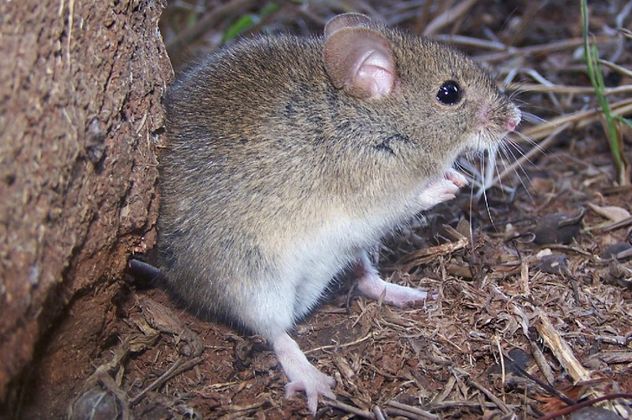 Nuevos casos de fiebre hemorrágica encienden la alerta.