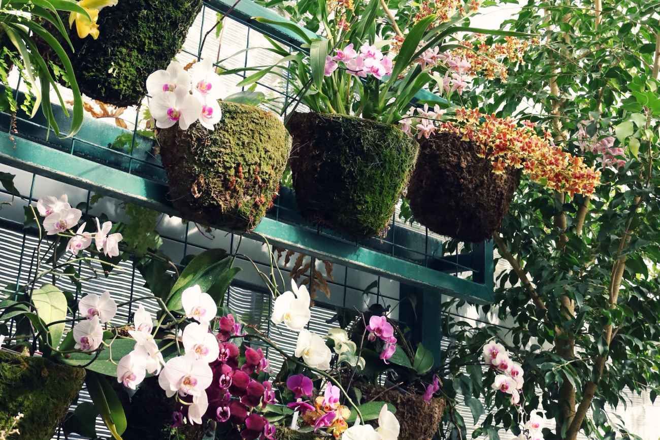 Jardines verticales: las 8 plantas más elegidas por su bajo mantenimiento y fácil adaptación