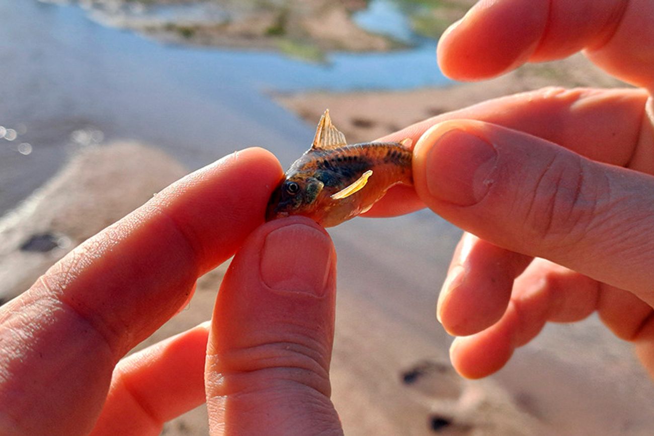 Desde la UNRC investigaron la presencia de peces en el cauce del río, a la altura del tramo urbano de Río Cuarto. 