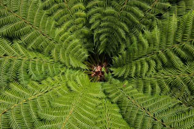Las 8 plantas más usadas en jardines verticales que son fáciles de mantener. 