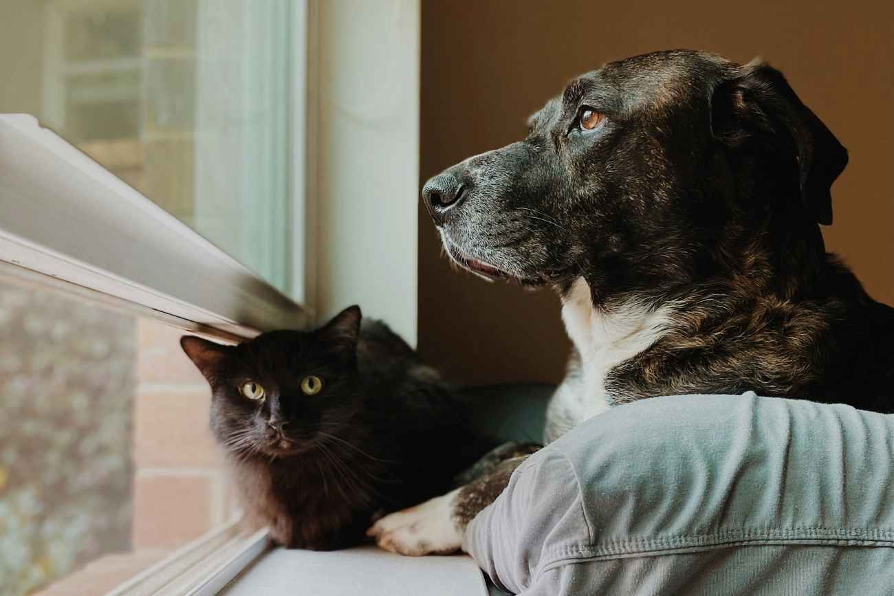 MASCOTAS. Servicios de prepaga para el cuidado de perros y gatos.