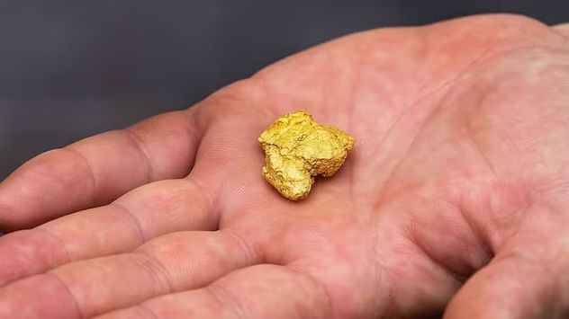 Cómo las plantas ayudan a extraer oro del suelo de manera más sustentable.