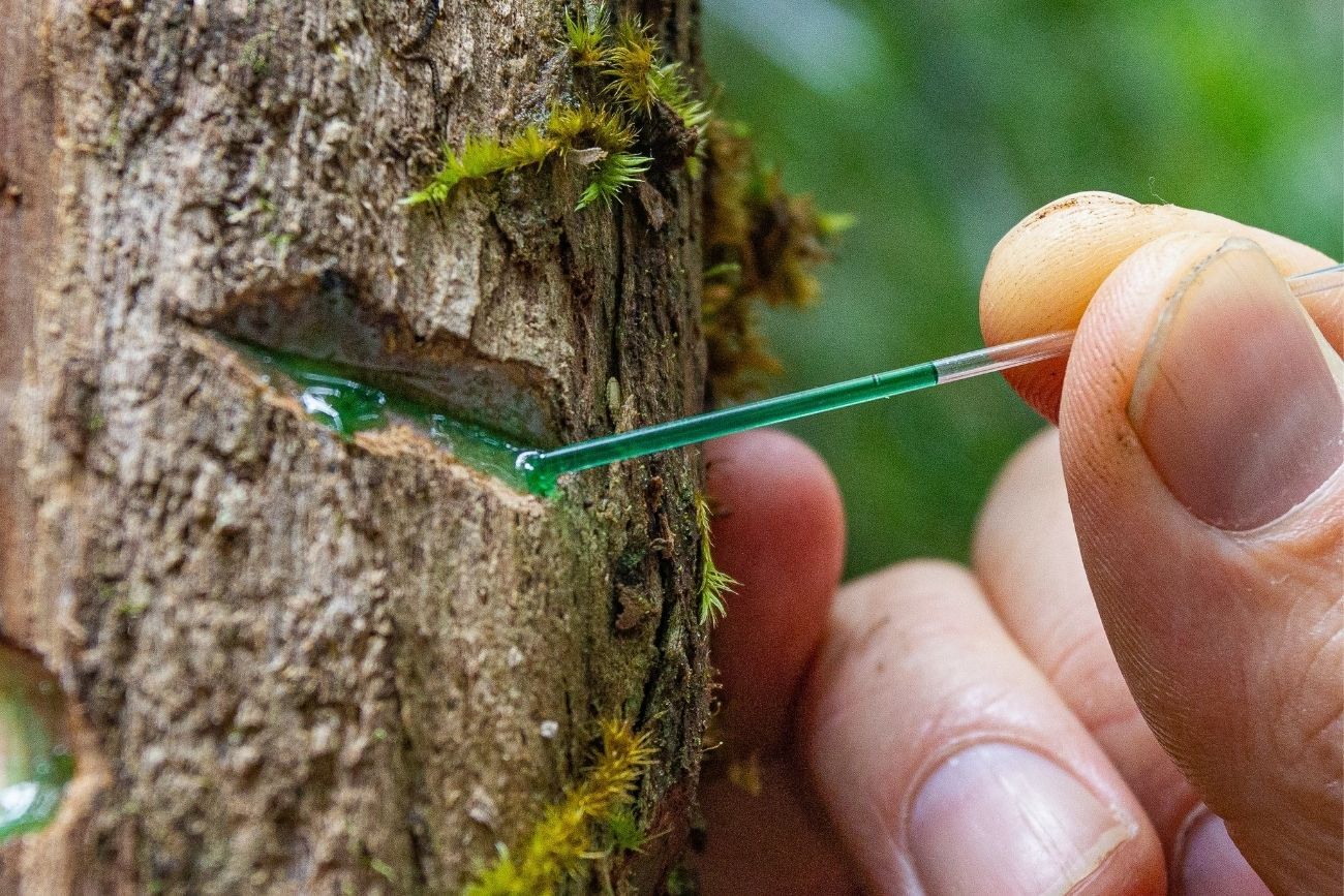 Cómo las plantas ayudan a extraer oro del suelo de manera más sustentable.