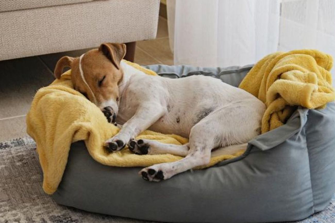 Los perros pueden emitir sonidos, mover las patas o incluso llorar mientras duermen, especialmente durante determinadas fases del descanso.