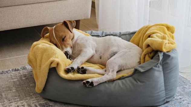 Los perros pueden emitir sonidos, mover las patas o incluso llorar mientras duermen, especialmente durante determinadas fases del descanso.