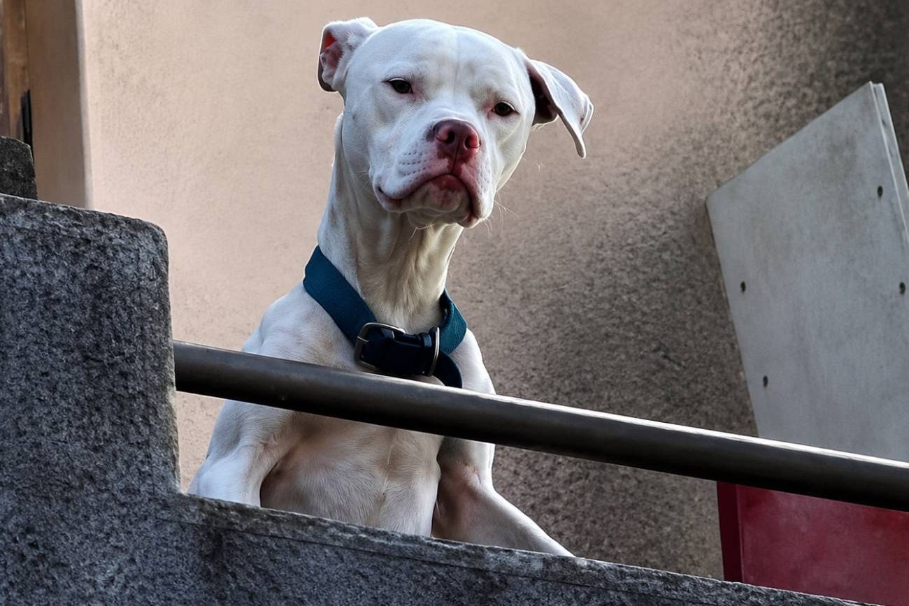 Una ONG rescató al perro dogo de Claudio Barrelier. Captura de TV. Imagen restaurada.