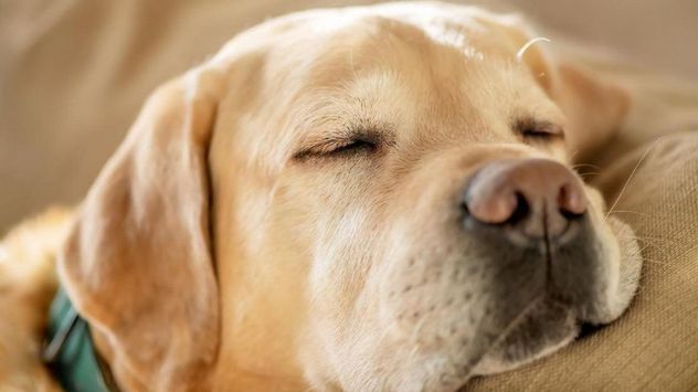 Los perros pueden emitir sonidos, mover las patas o incluso llorar mientras duermen, especialmente durante determinadas fases del descanso.