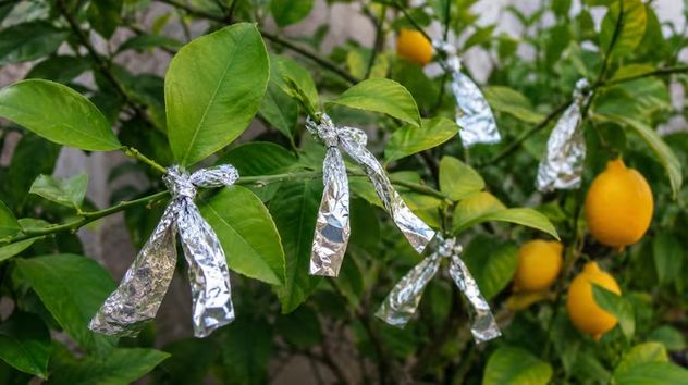 Cómo usar melaza, papa cruda y papel aluminio para que las plantas crezcan más fuertes.