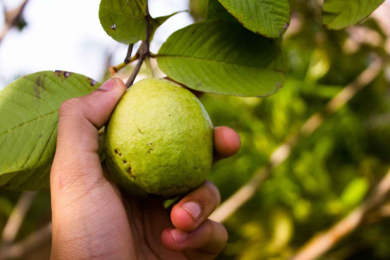 La guayaba es una fruta tropical aromática, rica en vitaminas (destacando su altísimo contenido de vitamina C), antioxidantes y fibra. 