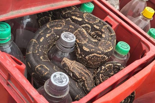 Rescataron a una boa que apareció en una planta de bebidas en Córdoba