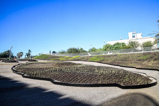 Los plantines autóctonos serán parte del techo verde. (Gobierno de Córdoba) 