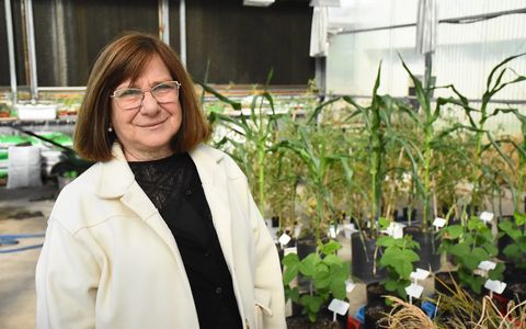 Raquel Lía Chan, investigadora en el área de Bioquímica y Biotecnología Vegetal.