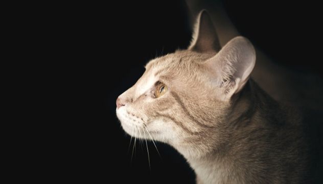 El misterio resuelto: qué significa cuando tu gato se queda mirando “la nada”.