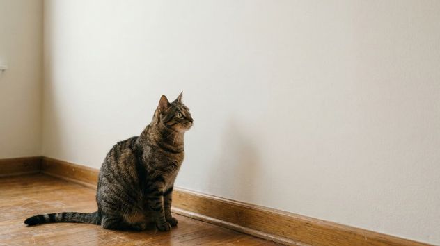 El misterio resuelto: qué significa cuando tu gato se queda mirando “la nada”.