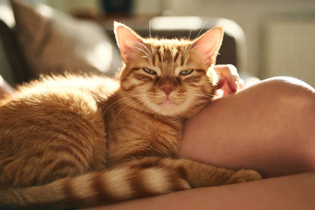 Abrazos a gatos.